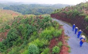 摘油茶籽咯                                        